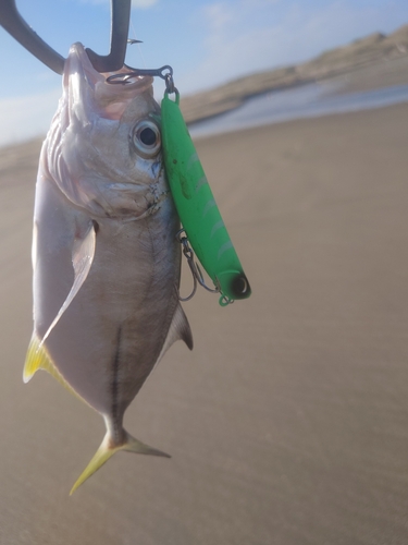 メッキの釣果