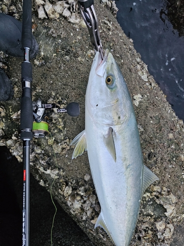 ハマチの釣果