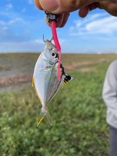 ヒイラギの釣果