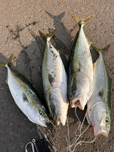 イナダの釣果