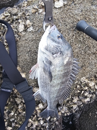 チヌの釣果