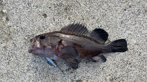 ワカシの釣果