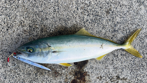 ワカシの釣果