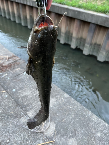 ナマズの釣果