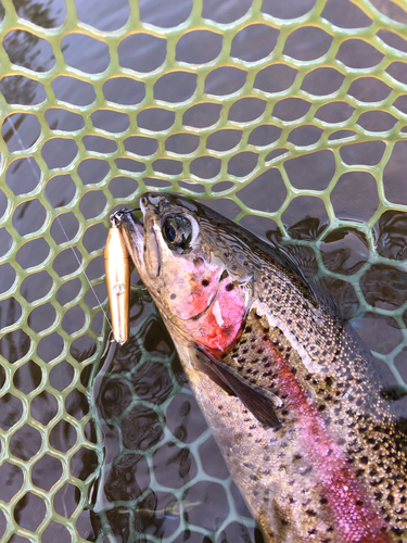 ニジマスの釣果