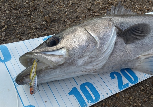 シーバスの釣果