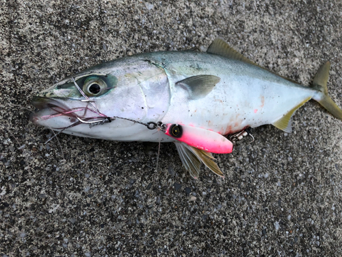 ワカシの釣果