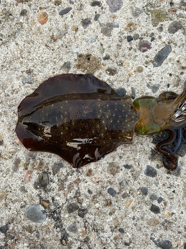 アオリイカの釣果