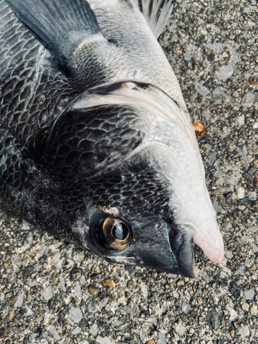 チヌの釣果