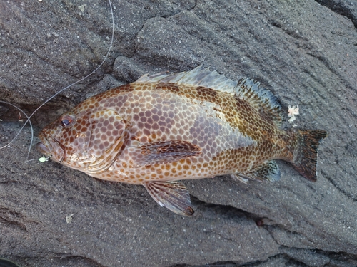 オオモンハタの釣果