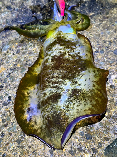 アオリイカの釣果