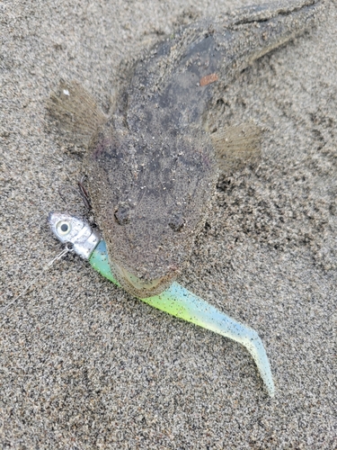 マゴチの釣果