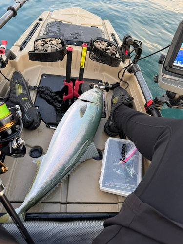 ヒラマサの釣果