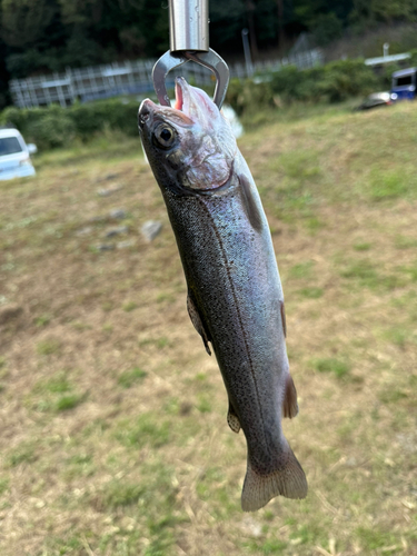 ニジマスの釣果