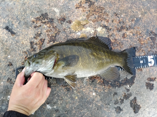 スモールマウスバスの釣果