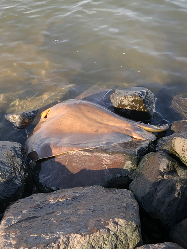 アカエイの釣果