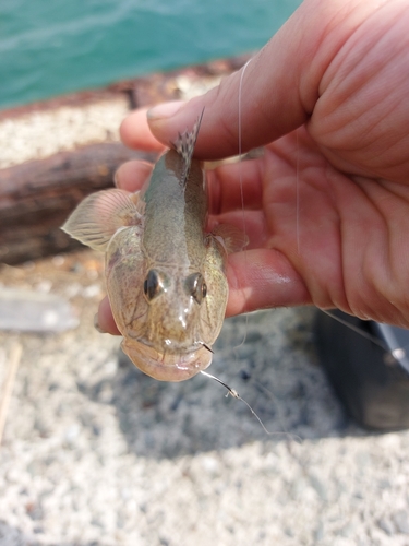 ハゼの釣果