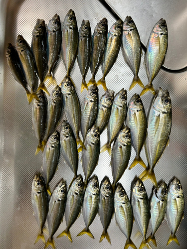 アジの釣果