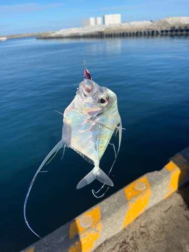 イトヒキアジの釣果