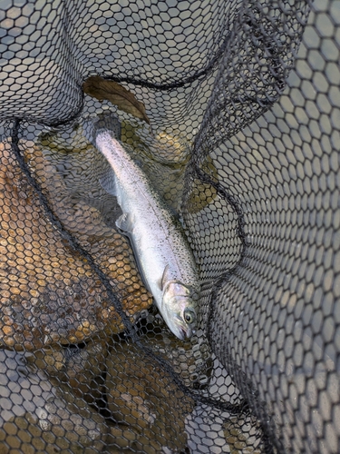 レインボートラウトの釣果