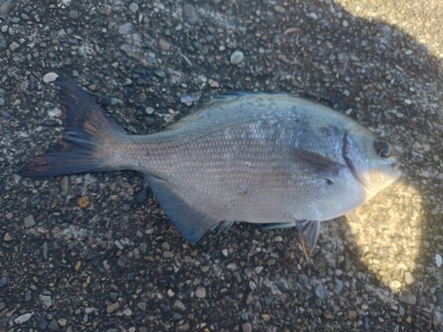 イスズミの釣果