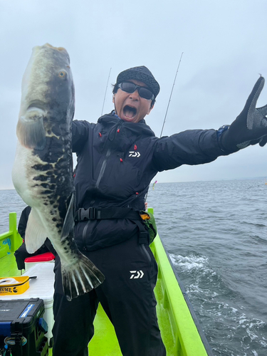 トラフグの釣果