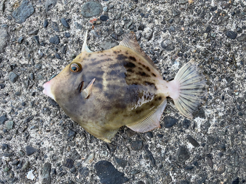 カワハギの釣果