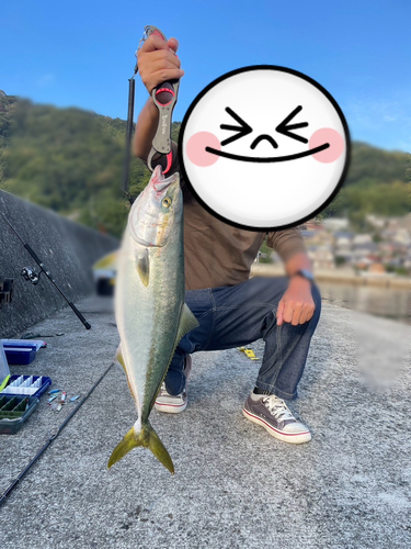 ハマチの釣果