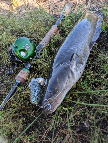 ナマズの釣果