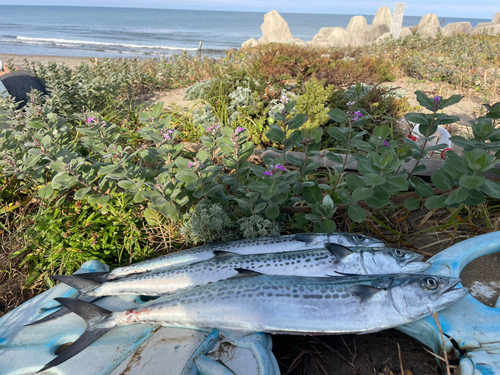 サゴシの釣果