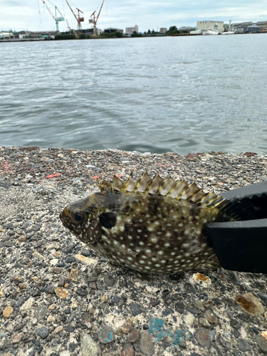 アイゴの釣果