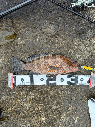 オオモンハタの釣果