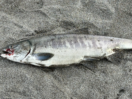 アキアジの釣果