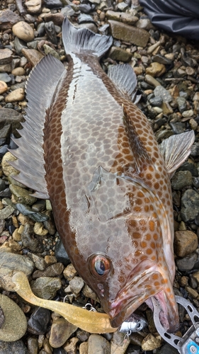 オオモンハタの釣果