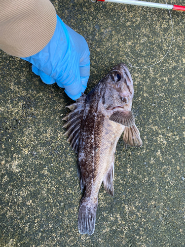 ソイの釣果