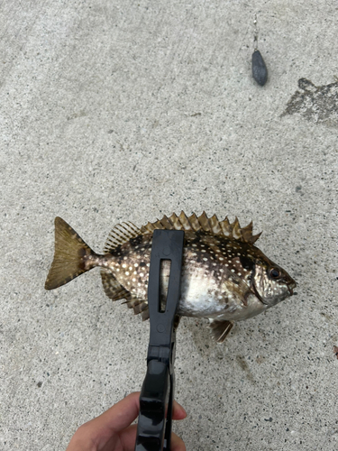 アイゴの釣果