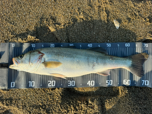 スズキの釣果