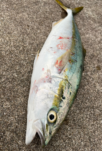 ハマチの釣果