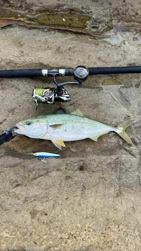 イナダの釣果