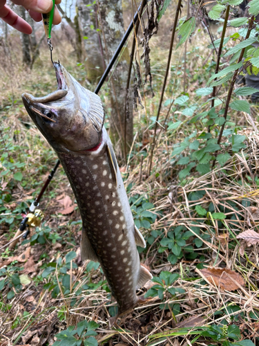 アメマスの釣果