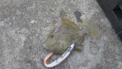 カワハギの釣果