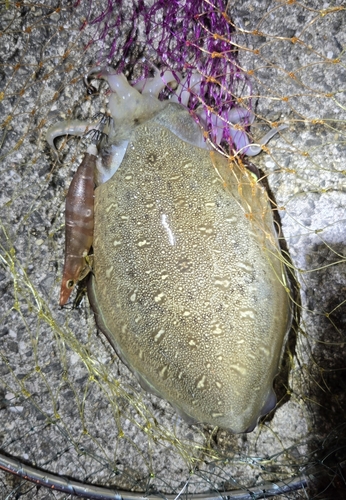 モンゴウイカの釣果