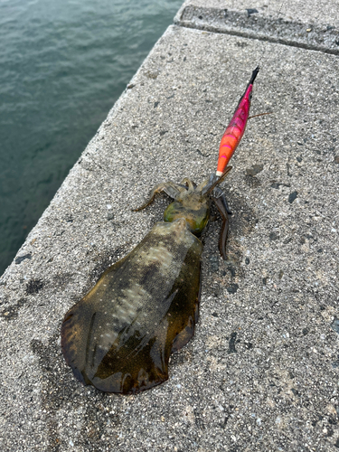 アオリイカの釣果