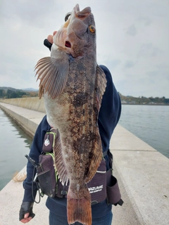 アイナメの釣果