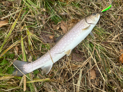 アメマスの釣果