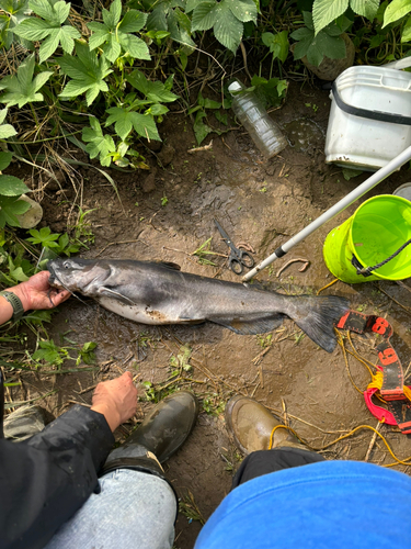 アメリカナマズの釣果