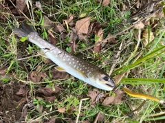 アメマスの釣果