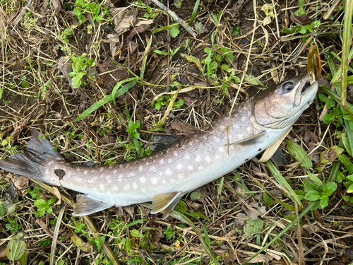 アメマスの釣果