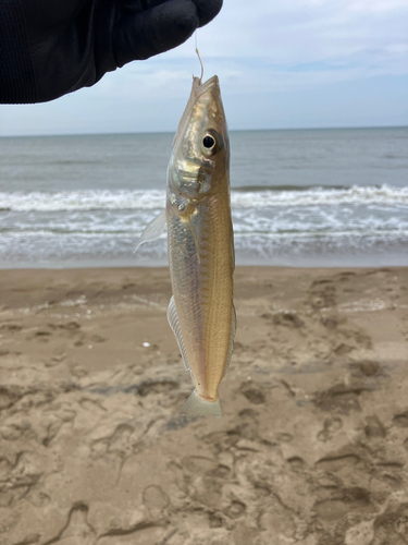 キスの釣果