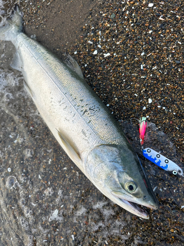 アキアジの釣果